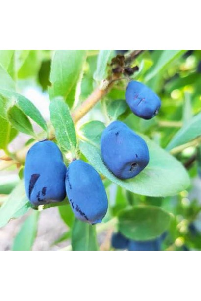 Ягоди жимолості Індіго Джем крупним планом